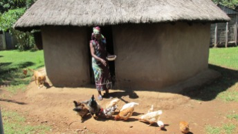 Mama is outside of her kitchen feeding chickens the finger millet she grows for them.