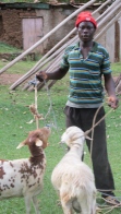 Photo of Xavier the farm hand with goats.
