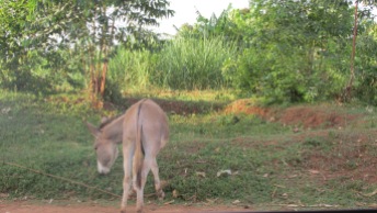 Donkey on side of road.