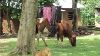 Cows eating grass just under my clothes on wash line.